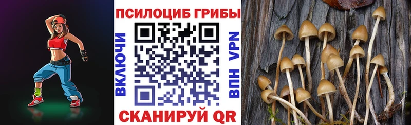 mega сайт  Грязовец  Псилоцибиновые грибы Psilocybe 